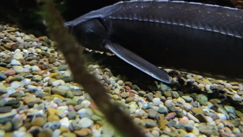 A Sturgeon swimming  Stock Footage 294398494