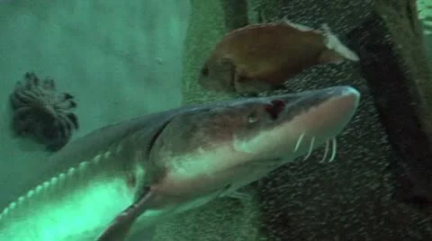 Sturgeon vs People Stock Footage 9410520