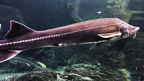 The sturgeons float under the water in the marin aquarium. Different types Stock-Footage 104794991