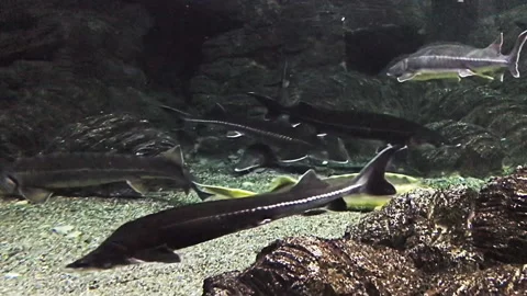 The sturgeons float under the water in the marin aquarium. Different types Vídeo Stock 104795046