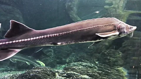 The sturgeons float under the water in the marin aquarium. Different types Stock-Footage 104795135