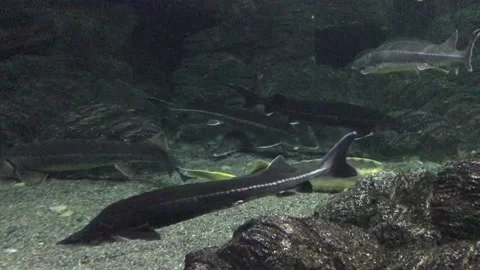 The sturgeons float under the water in the marin aquarium. Different types Stock Footage 106277048