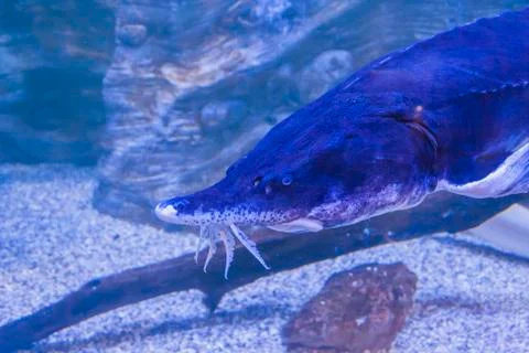 Sturgeon's muzzle 写真素材