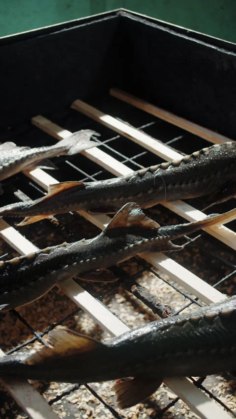 Sturgeons in tank with grated bottom Stock Footage 306960780