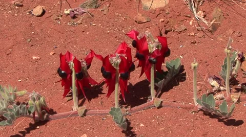 Sturt desert Pea flowering in outback 2 Video stock 57235784