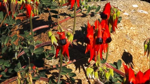 Sturt's desert pea on boulder Stock Footage 52191252