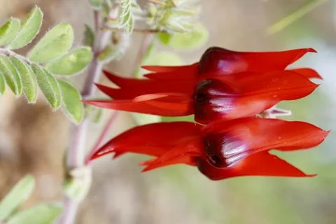 Sturt's Desert Pea 写真素材