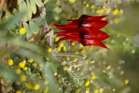 Sturt's Desert Pea Stock Photos