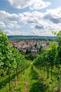 Stuttgart vineyard Stock Photos
