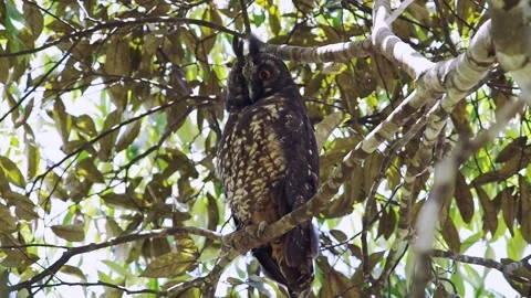 Stygian owl (Asio stygius). Owl sleeping in a tree in the middle of the day Stock Footage 179011613