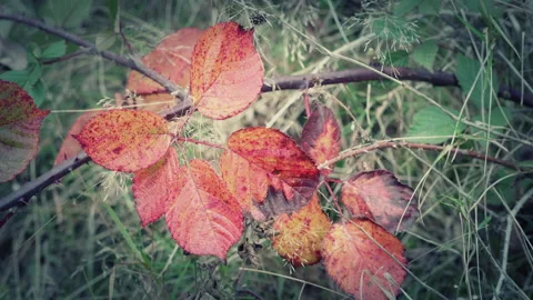 A stylised close up shot of red bramble leaves in autumn-fall. 4K locked tripod Stock Footage 144876964