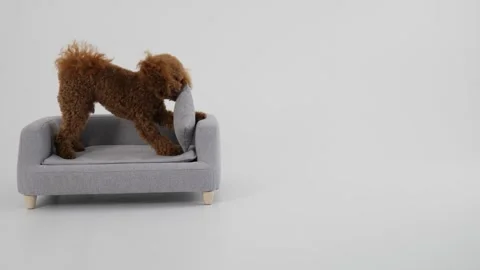 A stylish and chic modern gray sofa placed against a beautiful white background Stock Footage 312252703