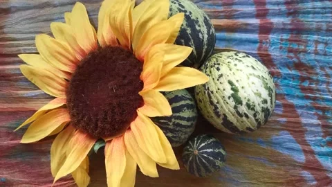 Stylish Beautiful Background of Melons And Sunflower Stock Footage 142612563