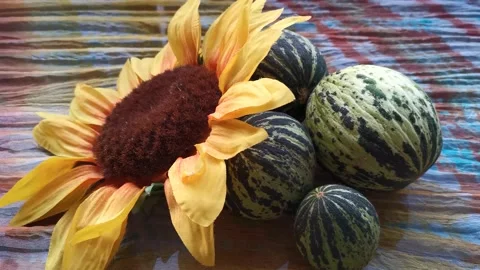 Stylish Beautiful Background of Melons And Sunflower 5 Stock Footage 142614519