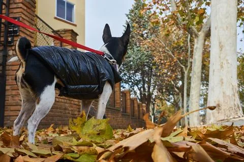 Stylish Canine Strolling Through Leaf-Scattered Street in Black Coat Stock Photos