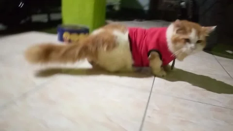 A stylish cat with clothes that are too small Stock Footage 239354664