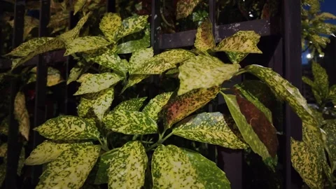 Stylish composition of home garden interior filled Vídeo Stock 314719213