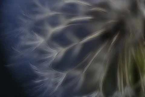 Stylish dandelion Stock Photos