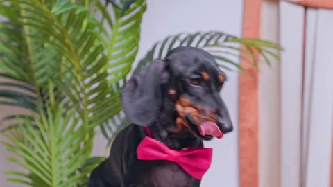 The stylish Dapper Dachshund in a pink bow tie looks delightful and fashionable Stock Footage 294137910