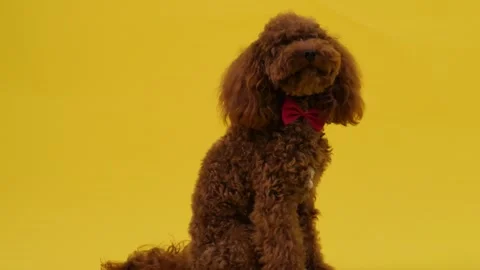 Stylish dog gracefully striking a pose on yellow background Stock Footage 301425111