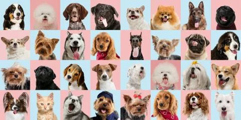 Stylish dogs and cats posing. Cute pets happy. Creative collage isolated on Stock Photos