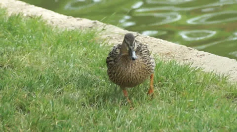 Stylish duck Video stock 23066294