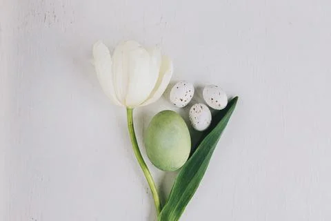 Stylish Easter egg and tulip flat lay on rustic white wood, space for text... Stock Photos