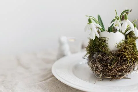 Stylish Easter table setting. Natural egg with snowdrops in nest on modern .. Stock Photos