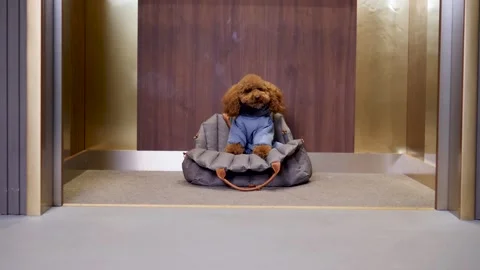 Stylish Elevator Dog Captures Fashionable Moment in Dog's Life in the City Stock Footage 302897444