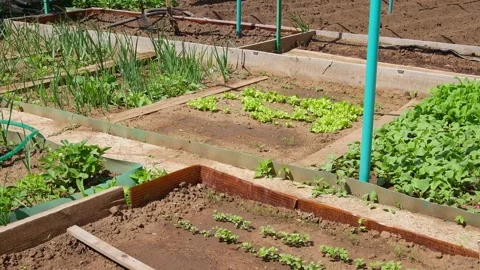 Stylish garden with vegetable beds surrounded by green fresh lawn. organic Vídeos de archivo 241583175