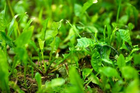 Stylish glasses for vision in a thin frame lie in the fresh green grass. Stock-Fotos