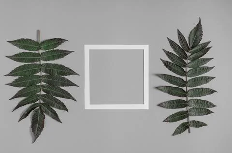 Stylish gray background with white frame and two branches with leaves. Stock Photos