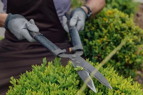 Stylish guy pruning green bushes with scissors at garden. Stock Photos