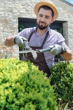 Stylish guy pruning green bushes with scissors at garden. Stock Photos