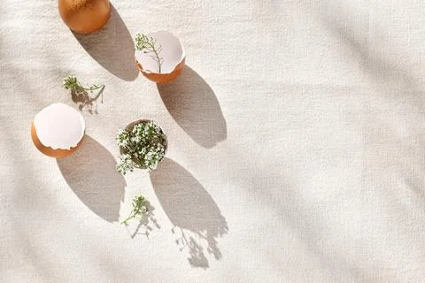 Stylish minimalist Easter background. Top view of white flowers in eggshell.. Stock Photos