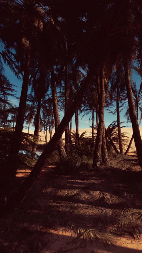 Stylish palm fronds outlining sunlit sandy area with dramatic cloud patterns Stock Footage 329623728