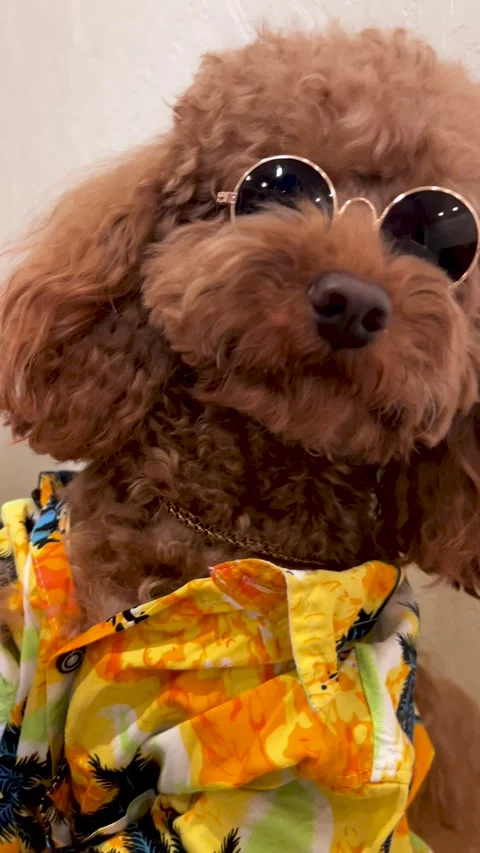 A Stylish Poodle Decked Out in a Tropical Shirt and Sunglasses, Ready for Fun in Stock Footage 312320706