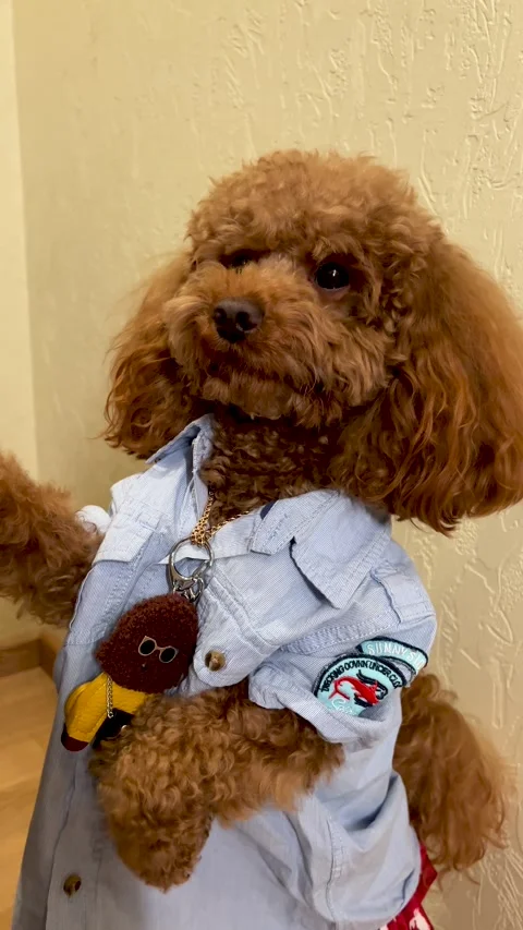 A Stylish Poodle Dressed in an Adorable and Cute Outfit That Catches Everyones Stock Footage 312320734