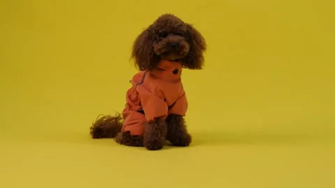 Stylish poodle dressed in bright orange outfit lying on yellow background Stock Footage 301442990