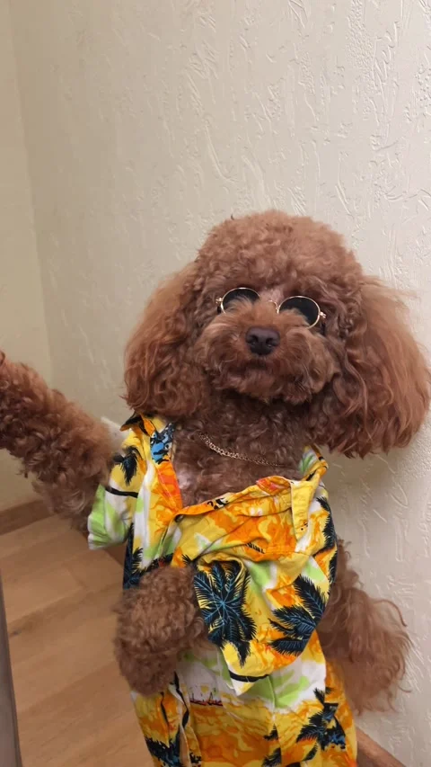 Stylish Poodle Dressed in a Vibrant Tropical Shirt and Trendy Glasses, Looking Stock Footage 312320342