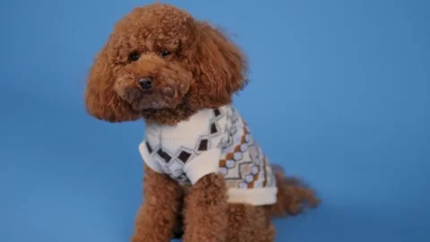 A Stylish Pup Fashioned in a Cozy Sweater Posed Against a Bright Blue Background Stock Footage 304780102