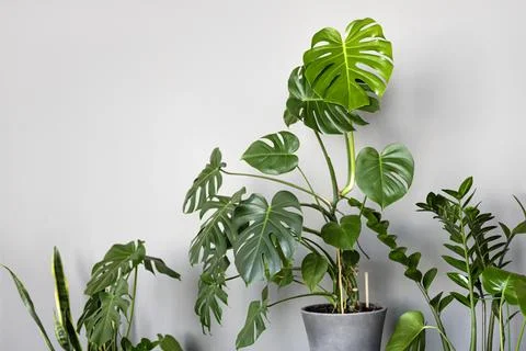 The stylish space is filled with many modern green plants with various pots. Stock Photos