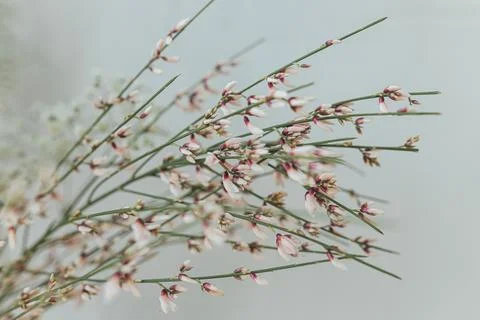 Stylish spring flowers on background of rustic wall. Retama monosperma pink.. Stock Photos