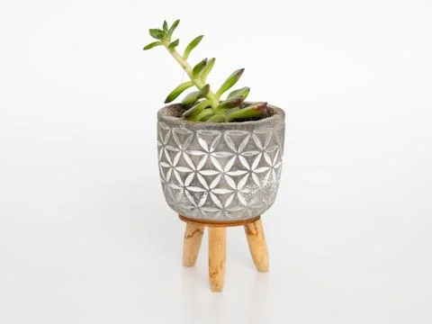 Stylish Succulent Plant in Geometric Patterned Pot on Wooden Stand Stock Photos