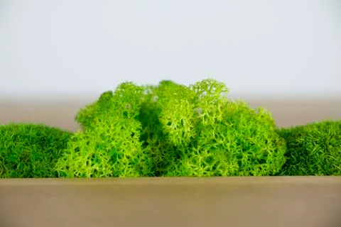Stylish table with moss elements. Stock Photos