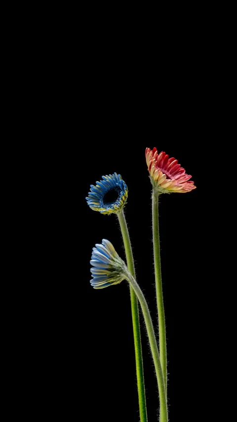 Stylish time lapse of gerbera flowers with trendy turquoise tones. Minimal... Stock Footage 340115920