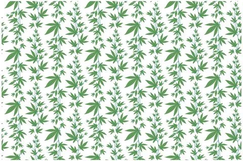 Stylish vector pattern. Flowering bushes of cannabis. Organic marijuana for Illustrazione stock