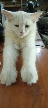 Stylish White Cat On The Table Stock Photos