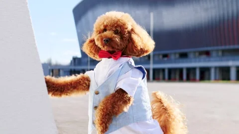 A Stylishly Dressed Dog Posing in a Modern Urban Setting Full of Daylight and Stock Footage 307852540