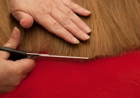 Stylist cutting split ends Stock Photos